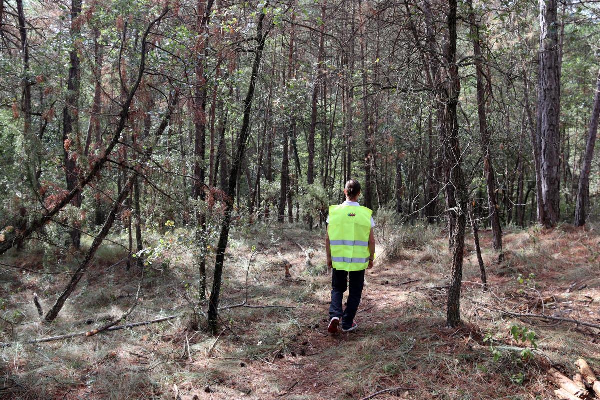 Un informador ambiental recorre un dels boscos habituals dels boletaires