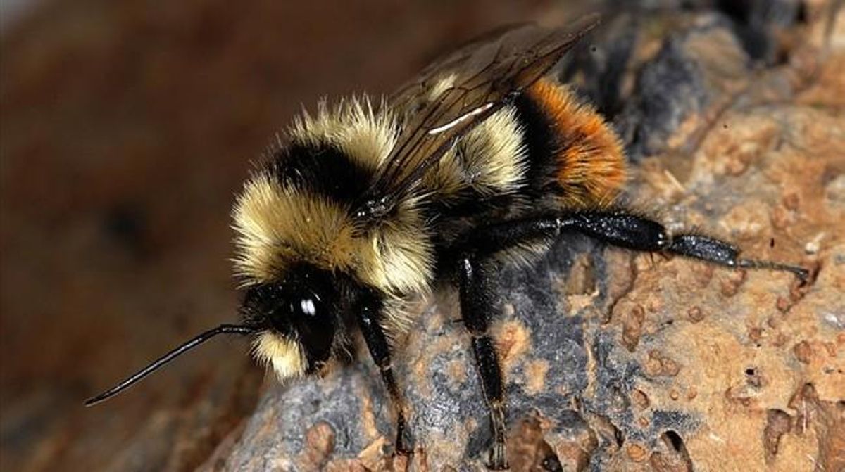 Un borinot europeu de l’espècie ’Bombus cullumanus’