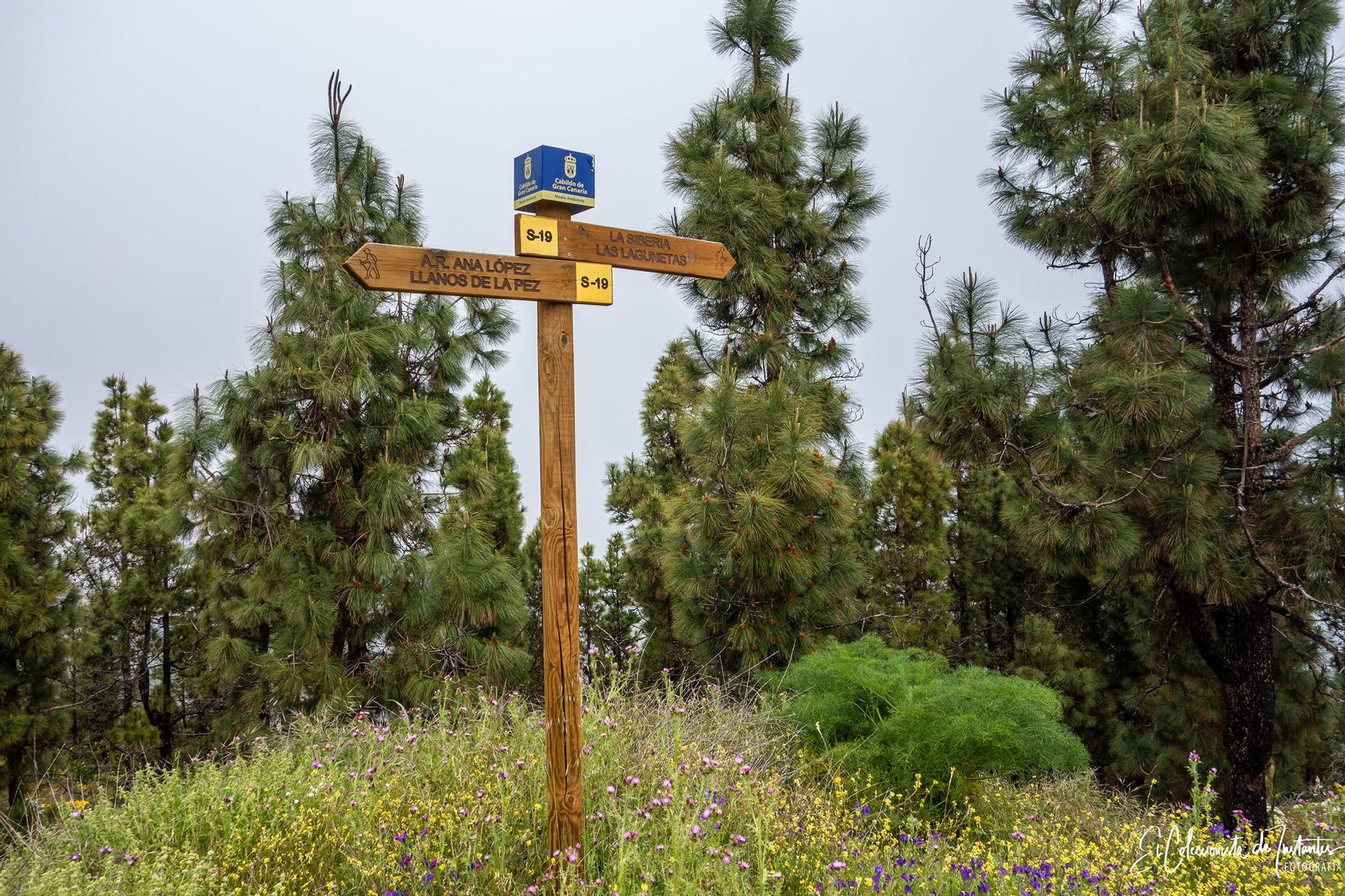 Ruta entre los Llanos de Ana López y Degollada Becerra, en Gran Canaria