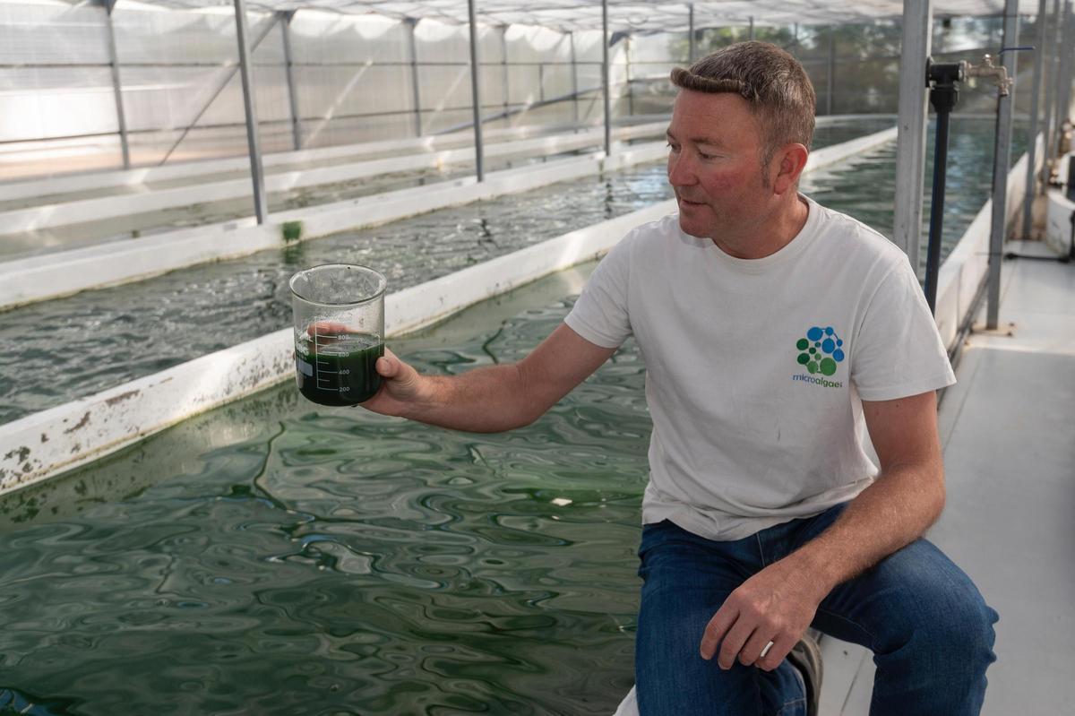 Mario Muñoz, CEO de Microalgae Lab, empresa de espirulina en Tarragona que prevé ampliar su licencia para la producción de más algas.