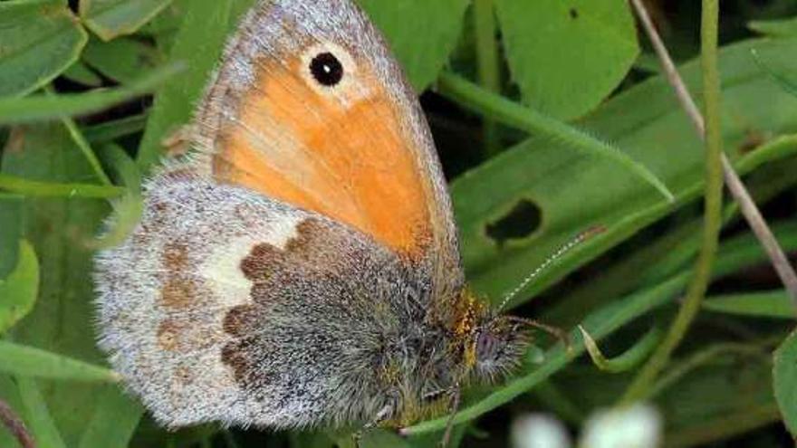Una de las mariposas más comunes de Alicante, Murcia y Almería se extingue  por el cambio climático - Información