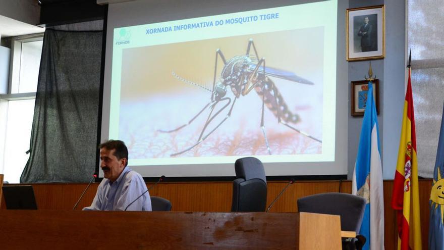 La presencia del mosquito tigre se dispara en Moaña con siete alertas, la mayoría en Tirán