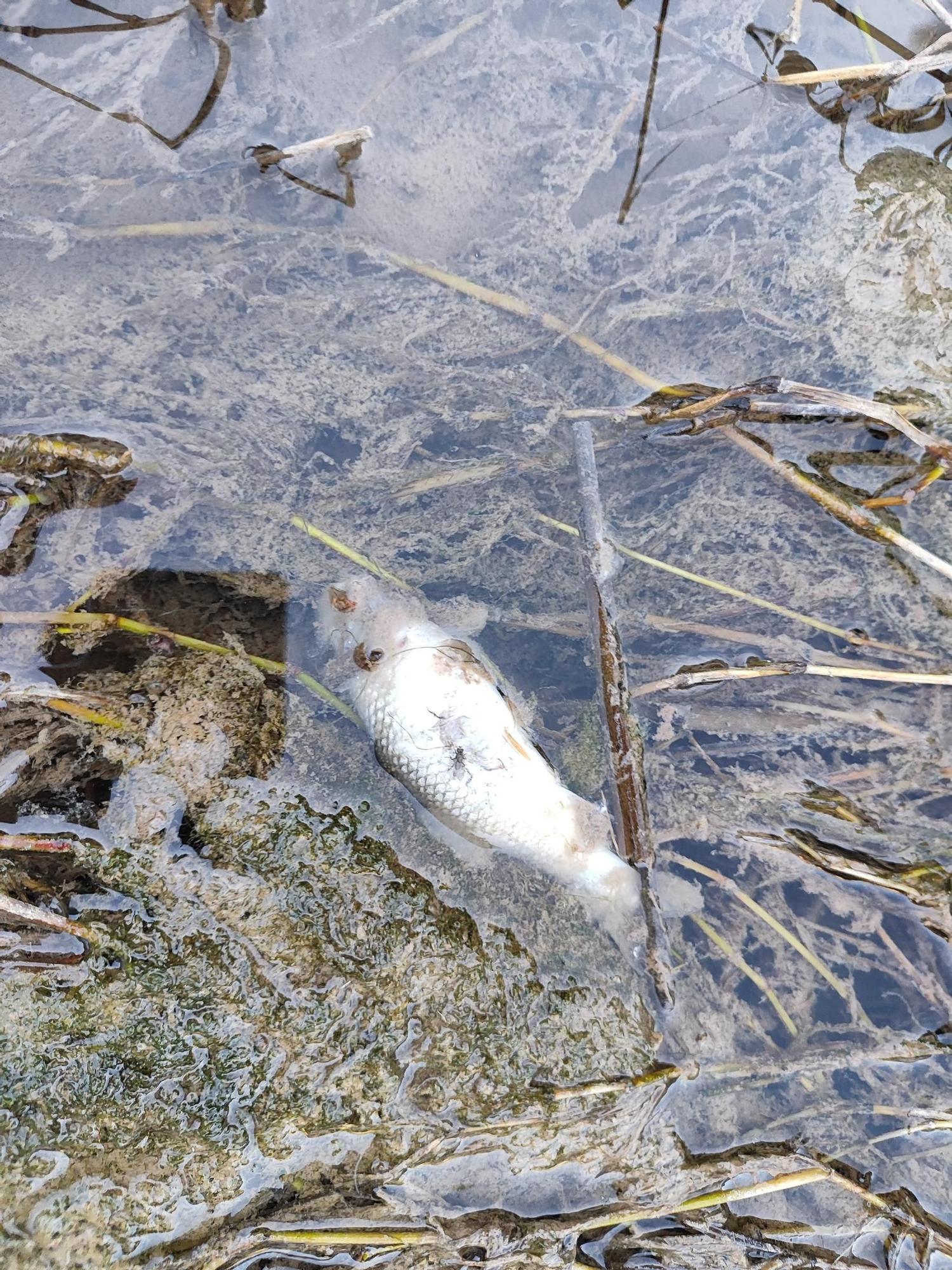 Un vertido de lodos contamina el río Magro en Requena