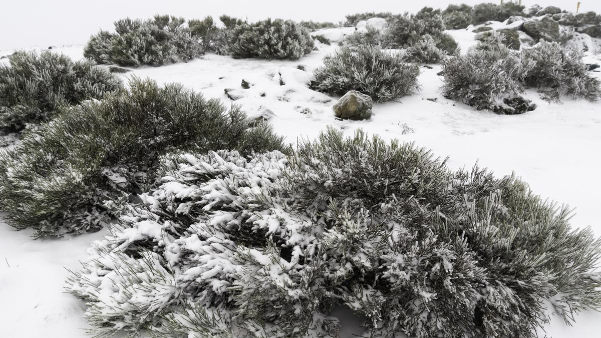 FOTOGALERÍA | La nieve tiñe de blanco la sierra de Hervás FOTOGALERÍA | La nieve tiñe de blanco la sierra de Hervás