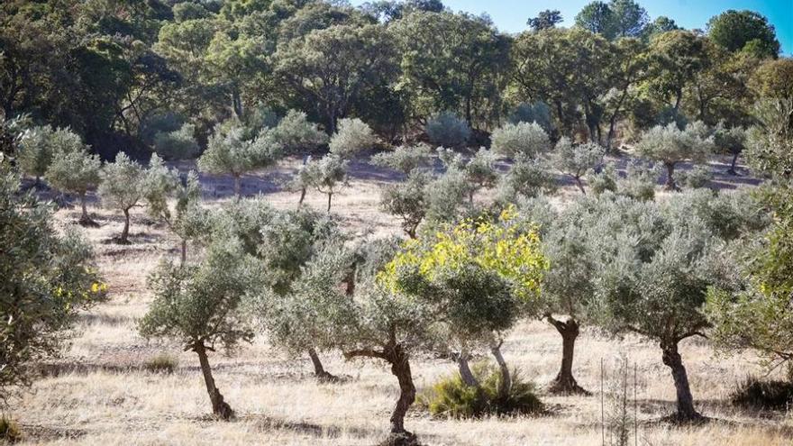 Estudian los efectos de la lluvia para frenar la desaparición de suelo mediterráneo