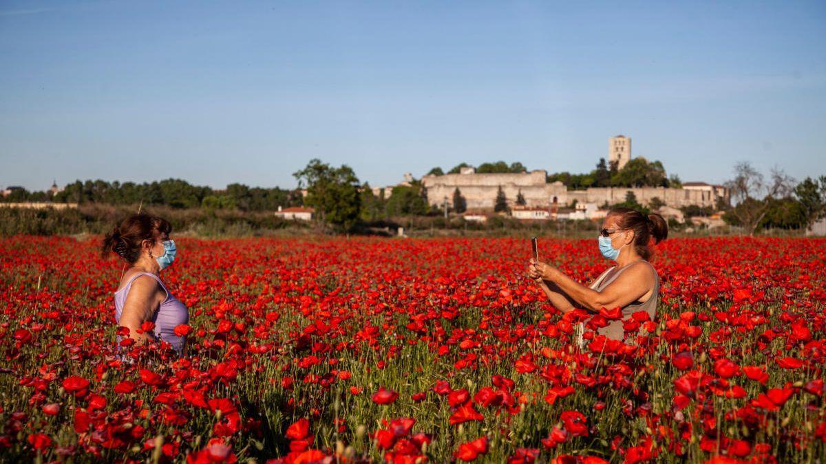 Famoso campo de amapolas de Zamora.