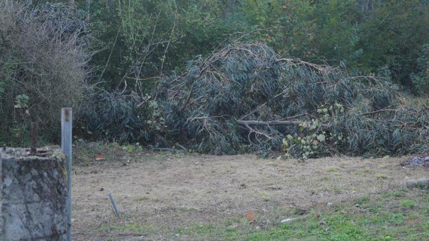 El árbol, en la finca en la que falleció el hombre.