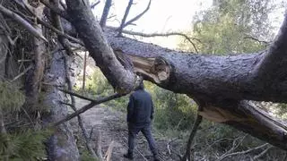 DIRECTO | Viento en Valencia: El poniente deja rachas de 82 km/h en el aeropuerto