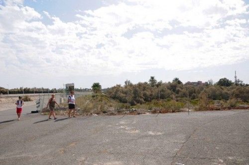 Mal estado de las Palmeras en el Oasis de Maspalomas y el Parque Tony Gallardo