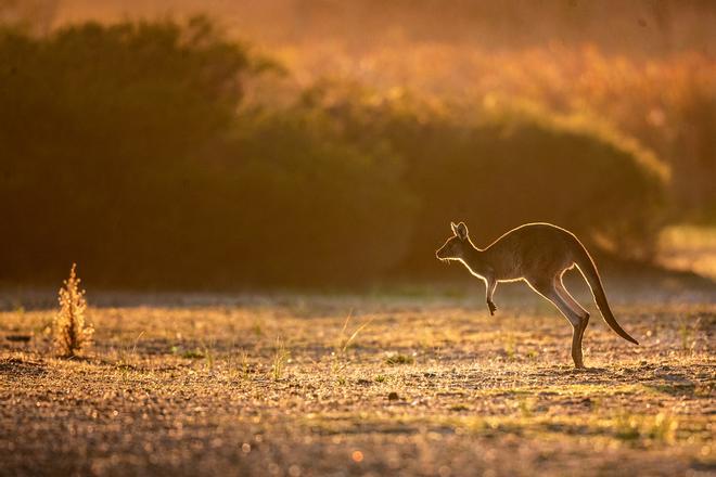 No olvidarás a estos animales saltarines