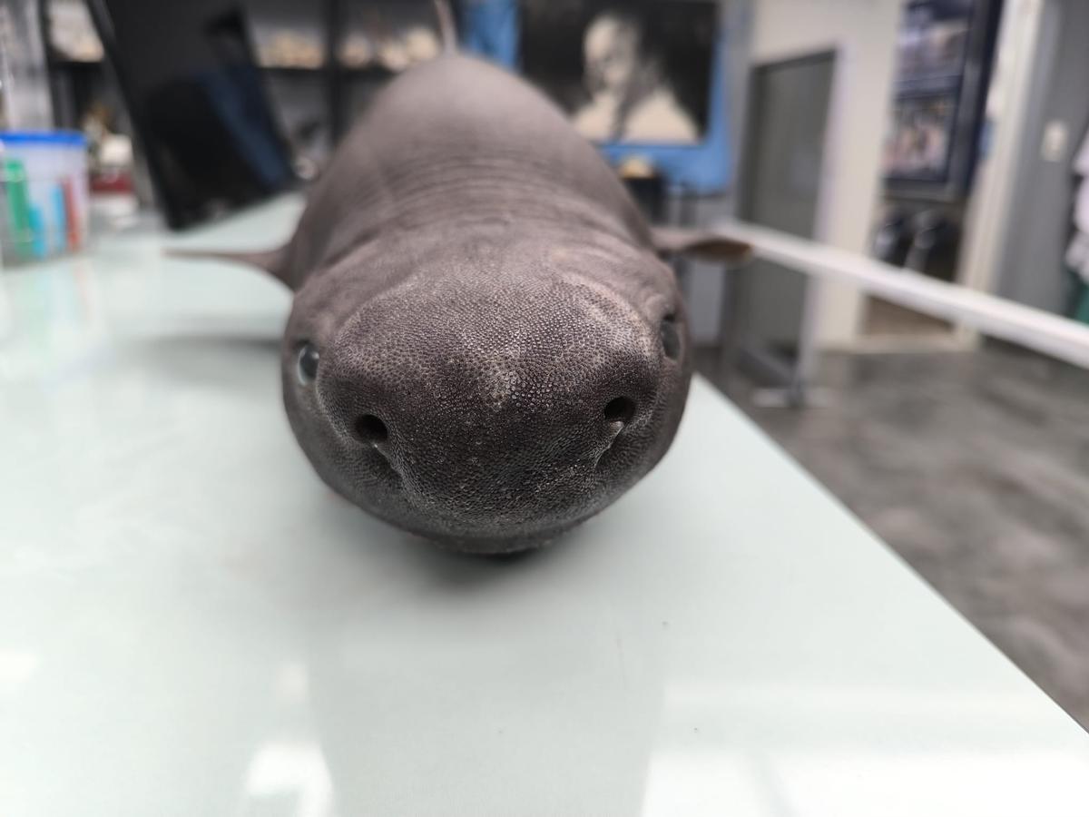 Imagen de primer plano del animal-