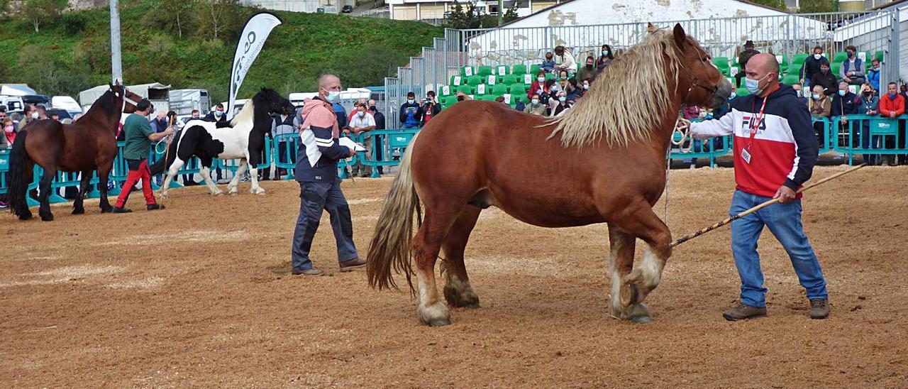 El veterinario Benjamín Pérez valora a “Rubio”, que resultó ser el campeón de caballos, ayer en Tineo. | D. Á.