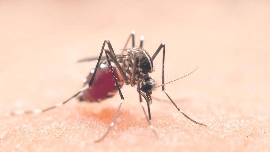 Ni espelmes ni polseres: el gest que ajuda a evitar que els mosquits entrin a casa aquest estiu