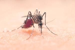 Virus del Nil: què és, com es contrau i símptomes