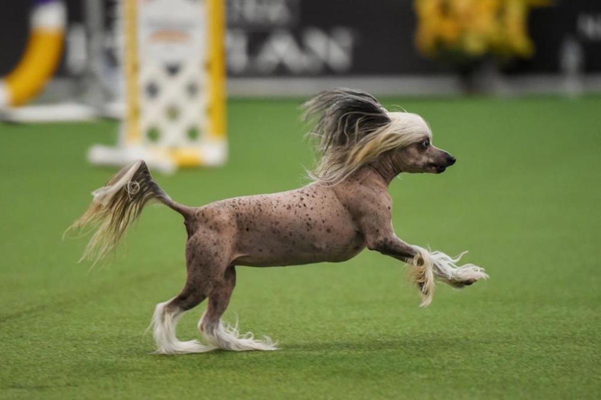 El Westminster Kennel Club, un dels shows de gossos de raça més importants del món