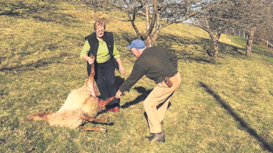 Ganaderos muestran daños del lobo en Lozana (Piloña)