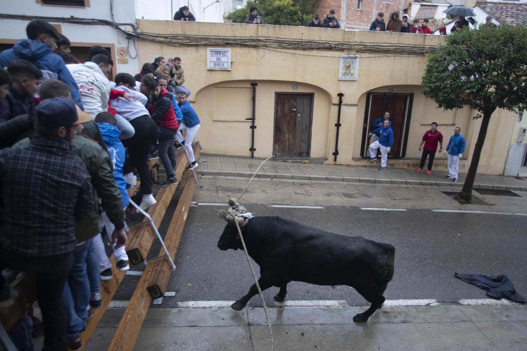 El "Bou en corda" vuelve al Pont Vell de Ontinyent