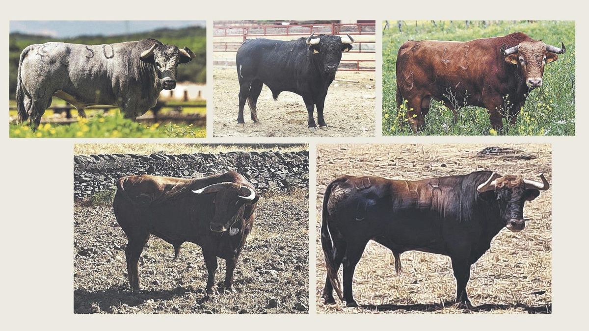 Estos son los toros que se lidiarán en la Feria de Begoña de Gijón: cinco ganaderías y variedad de encastes.