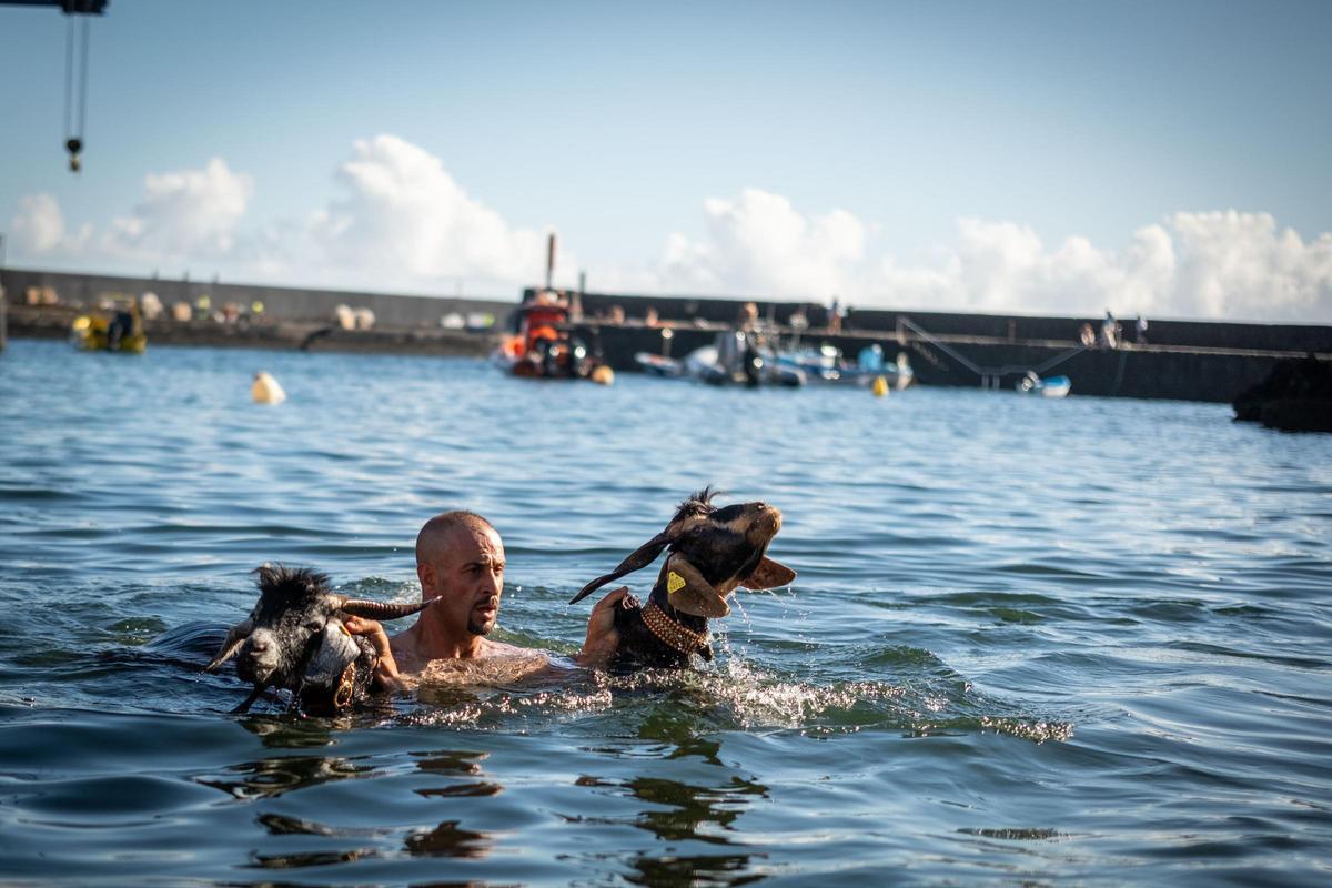 Así se vivió el tradicional baño de cabras en el muelle de Puerto de la Cruz