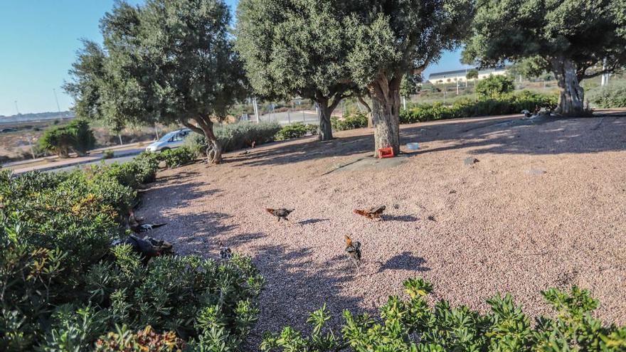 Gallinas y gallos en Torrevieja