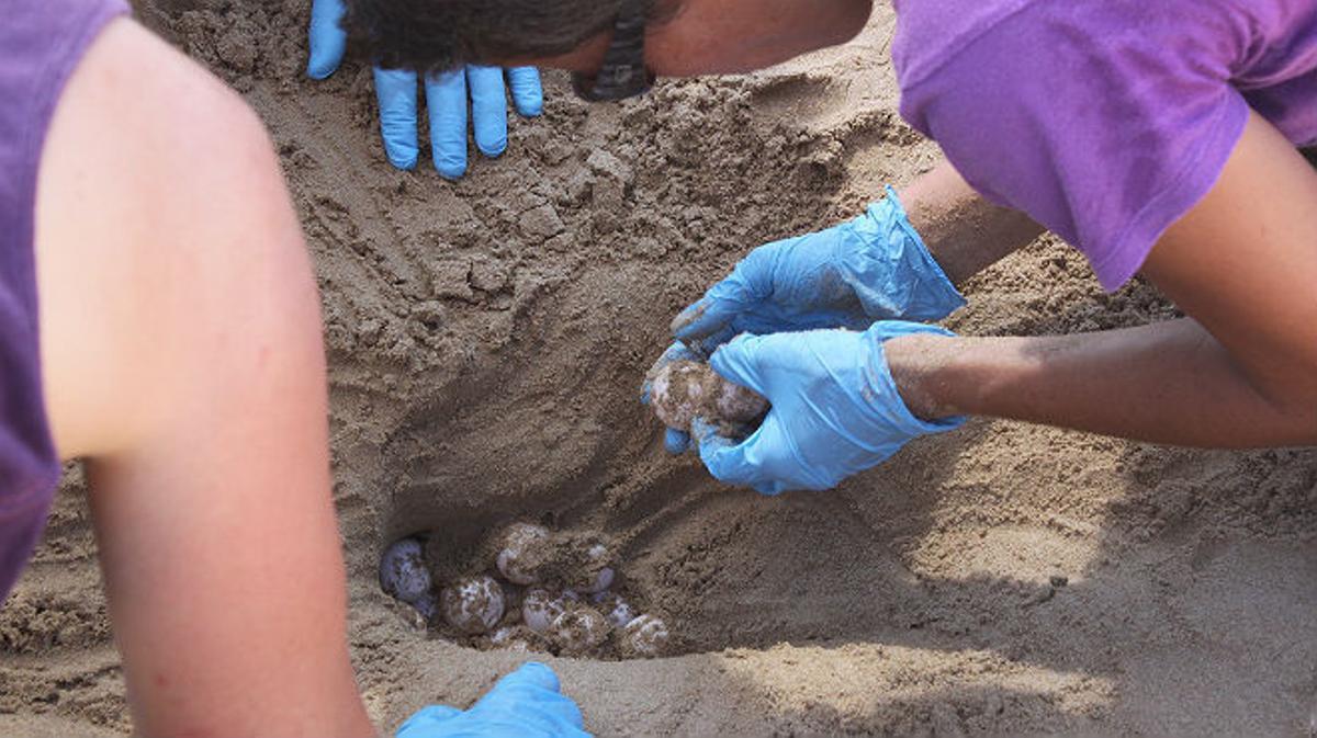 Una tortuga boba pone 89 huevos en una playa de Tarragona.