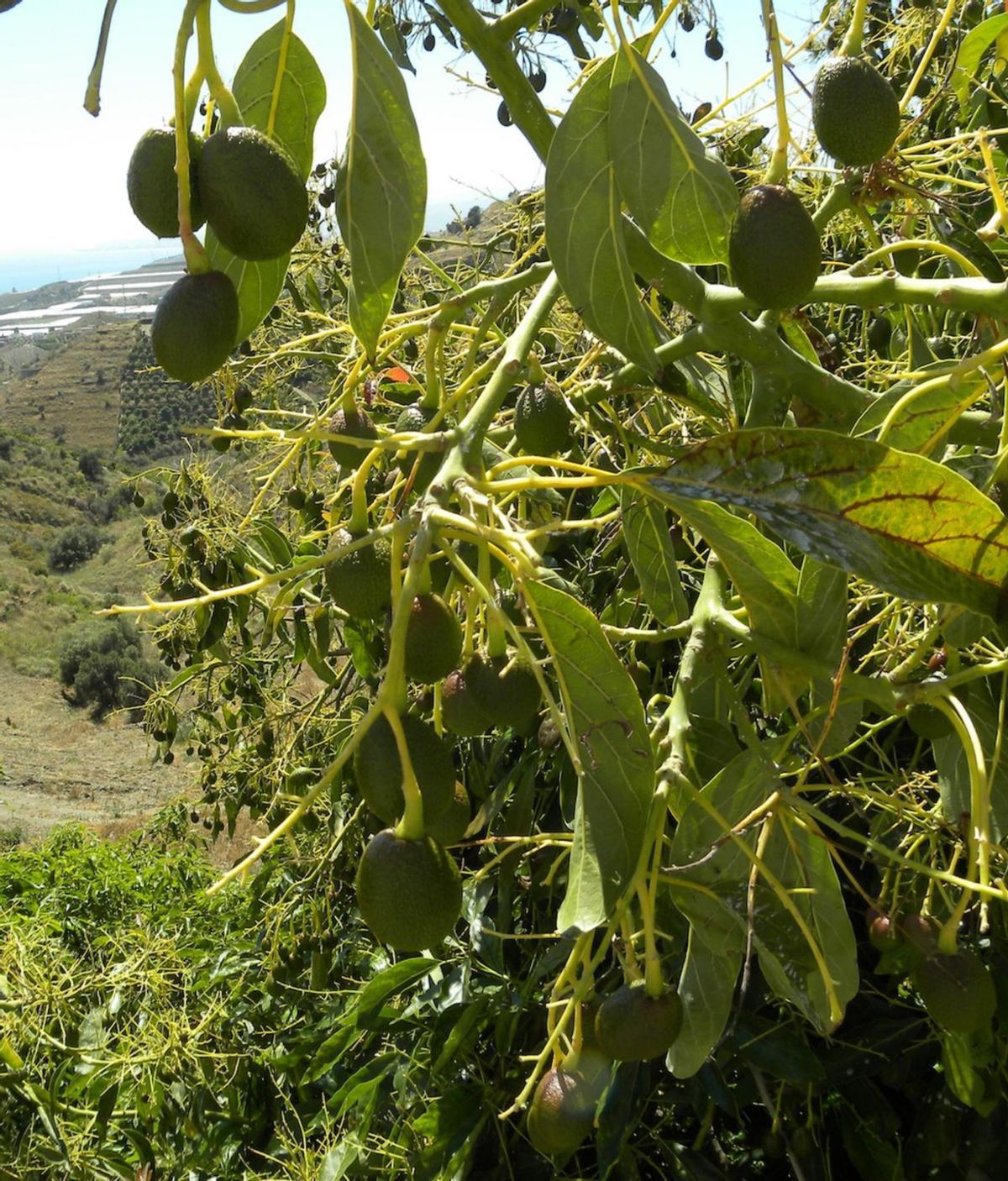 El aguacate se abre camino entre los cítricos