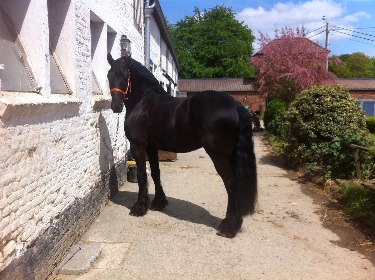 Aike era un caballo frisón, una raza que se caracteriza por su gran nobleza.