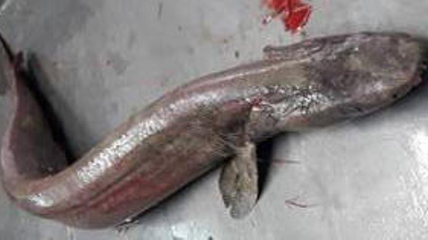 Ejemplar de tiburón cobra capturado en Portugal // IPMA