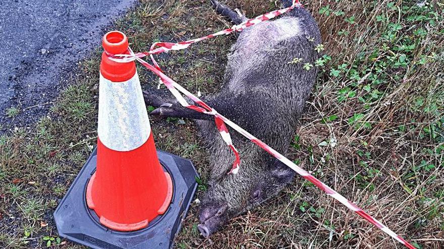 El animal en la cuneta de la vía.