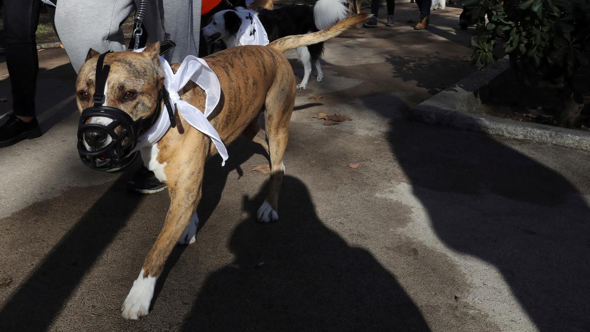 Un perro de la raza Pitbull Terrier con bozal durante la carrera popular.