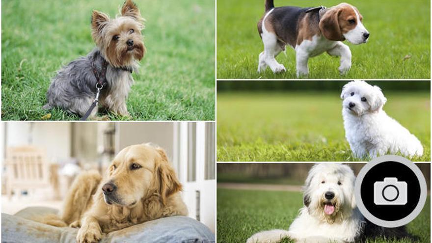 Las 10 mejores razas de perros para niños - Información