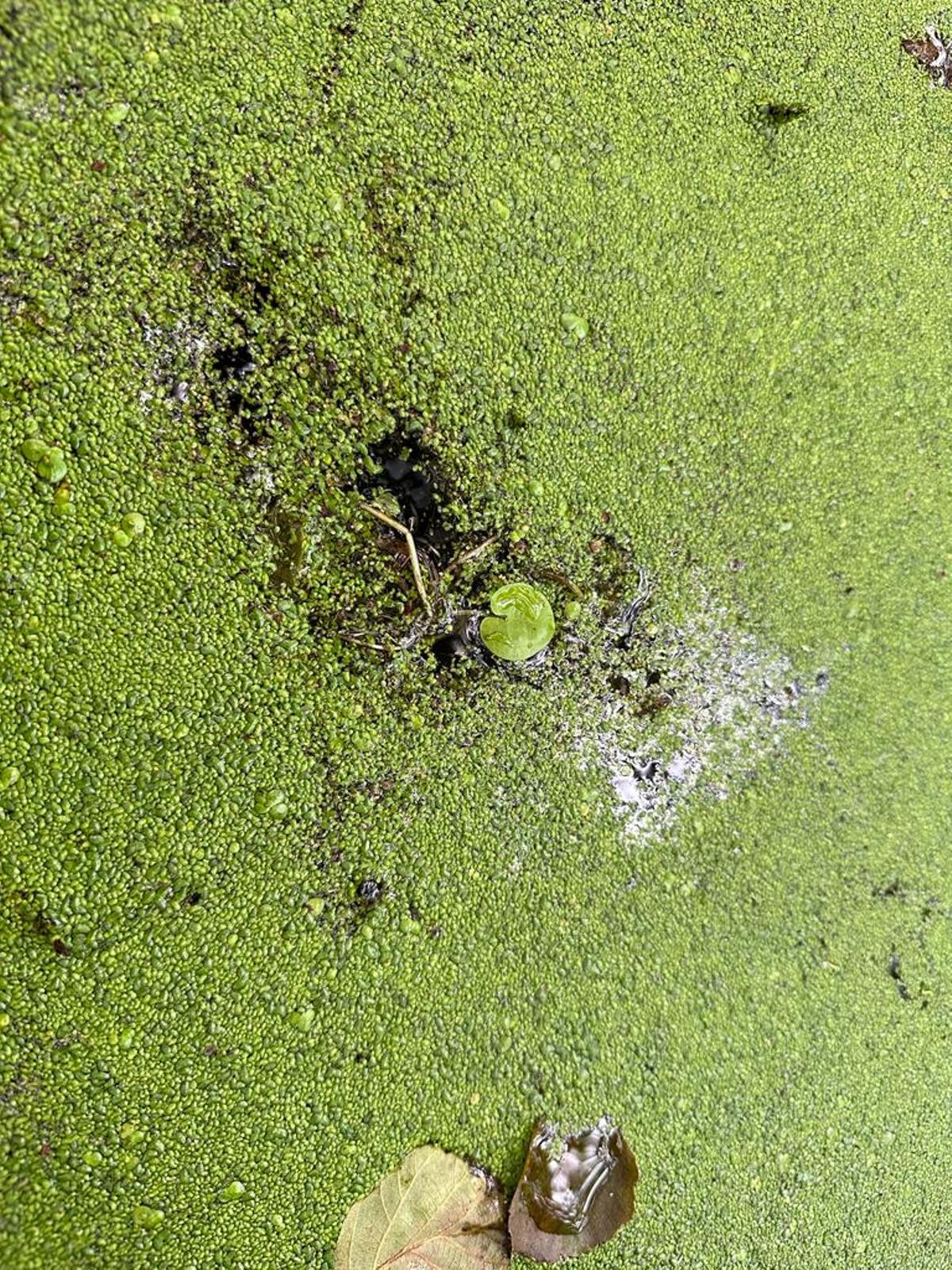 Ejemplar de bocado de rana en la laguna de As Brañas de Sada.