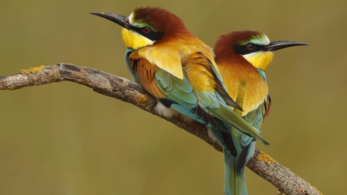 La lista de aves de España incrementa el número de especies hasta las 638