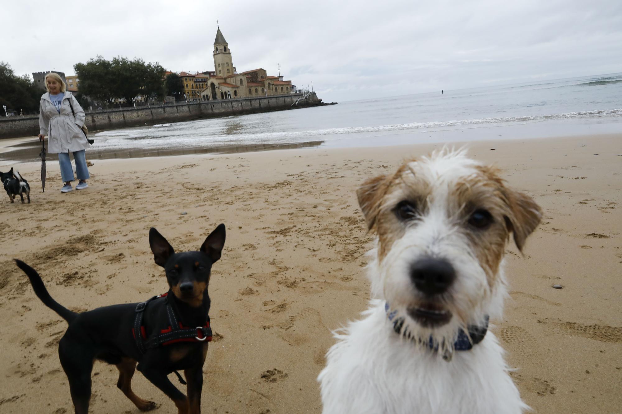 Los perros vuelven a las playas gijonesas