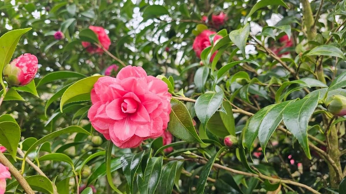 El jardin de camelias de María Jesús Guitérrez, en imágenes