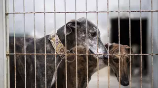 El fiasco de la ley animal en la región: sin bases sólidas y con más abandonos