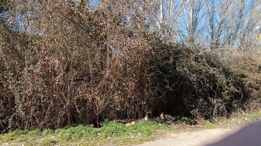 Una colonia felina en Benavente. | E. P.