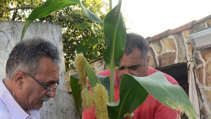 Ofrenda del maíz y las uvas a Santiaguiño. // Rafa Vázquez