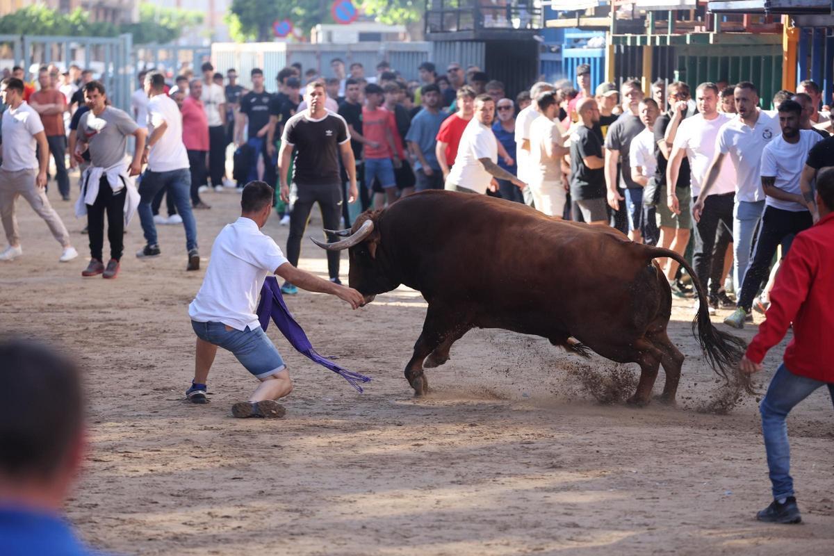 Fotogalería I Las imágenes de la tercera jornada de 'bou al carrer' de las fiestas de Sant Pasqual en Vila-real