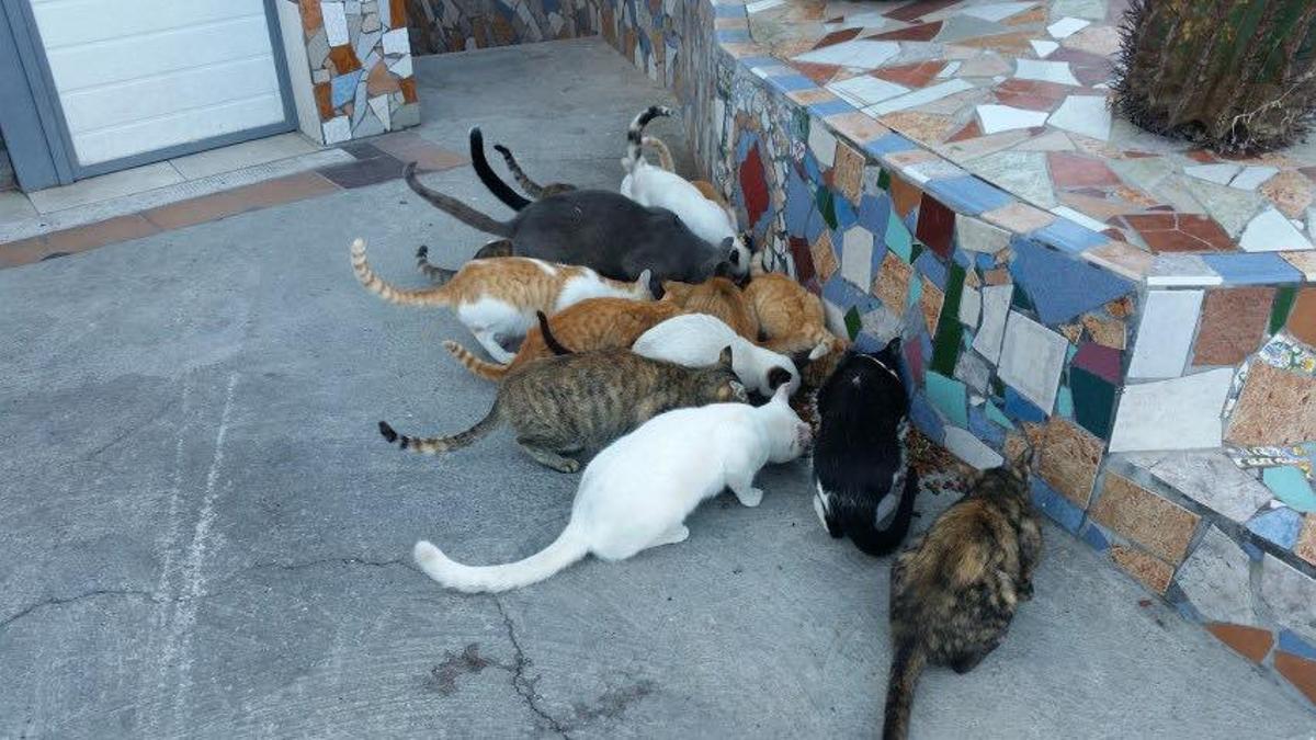 Una colonia de gatos en Portaje.