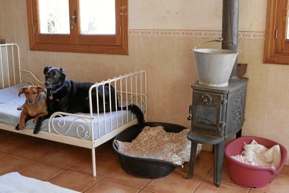 Seit über 30 Jahren betreibt Josefi na Vivancos in Pollença ein Hundeasyl. Zum Tierschutz kam die Mallorquinerin eher zufällig. Heute lebt sie mit 40 Hunden auf einer Finca und hat Hunderten von Vier