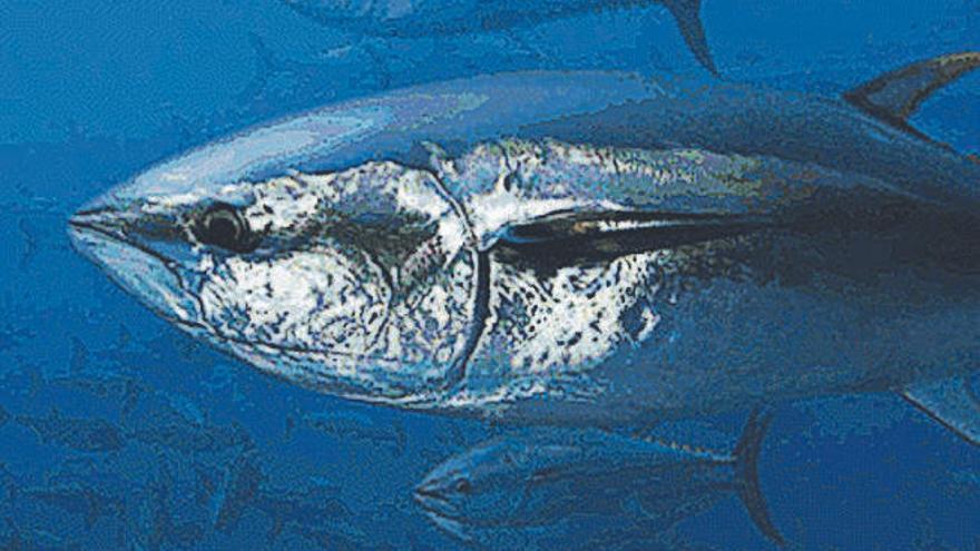 Un atún rojo, una de las especies de las que piden reducir su ingesta.