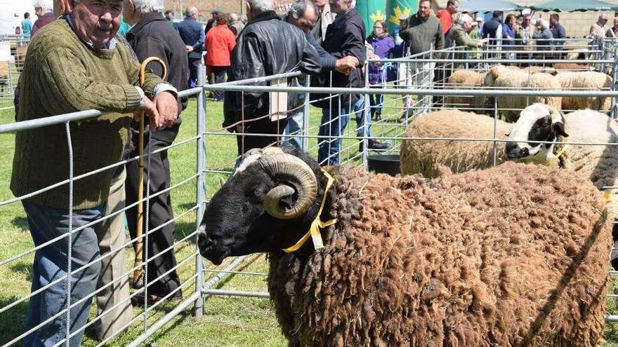 Sementales de raza castellana expuestos en la feria de Carbajales de Alba.