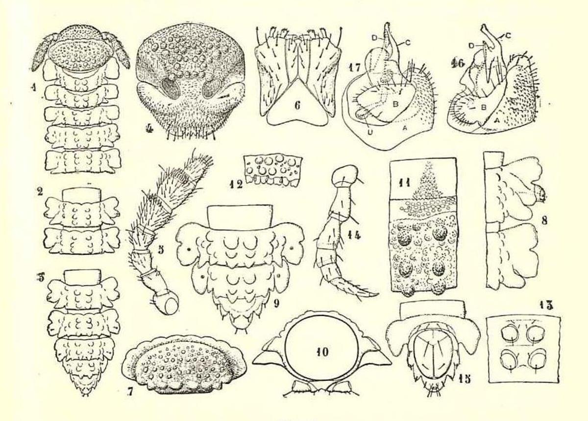 Un gráfico de milpiés Tonodesmus bolivari.