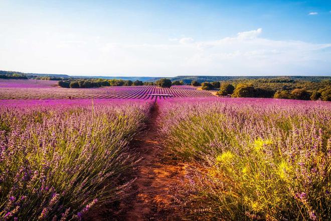 Campo de lavanda, Brihuega