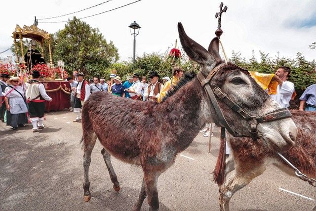 Feria de ganado y procesión por las Fiestas de San Benito en La Laguna, julio 2022