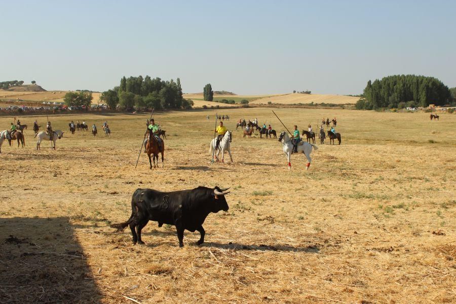 Fiestas en Zamora: Encierro en Argujillo