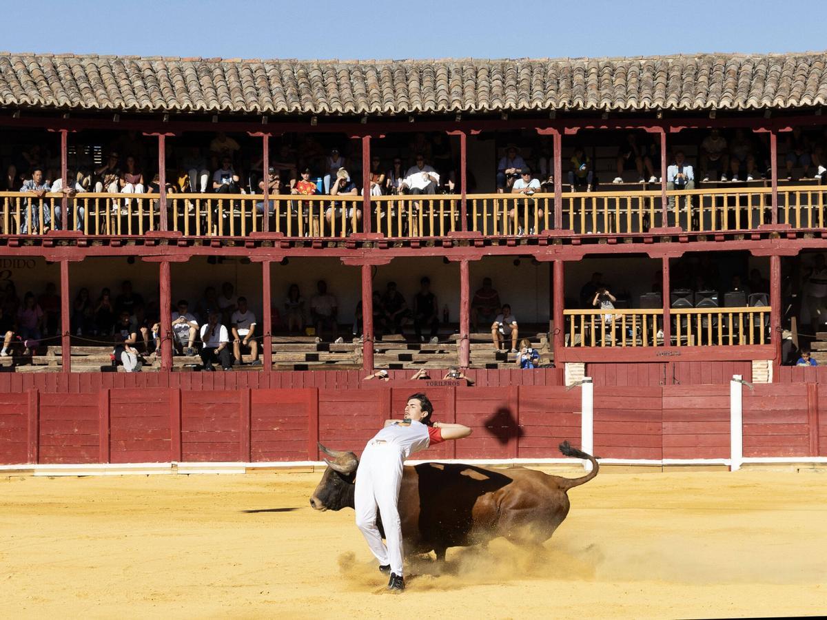 Concurso de cortes, Toro 2026