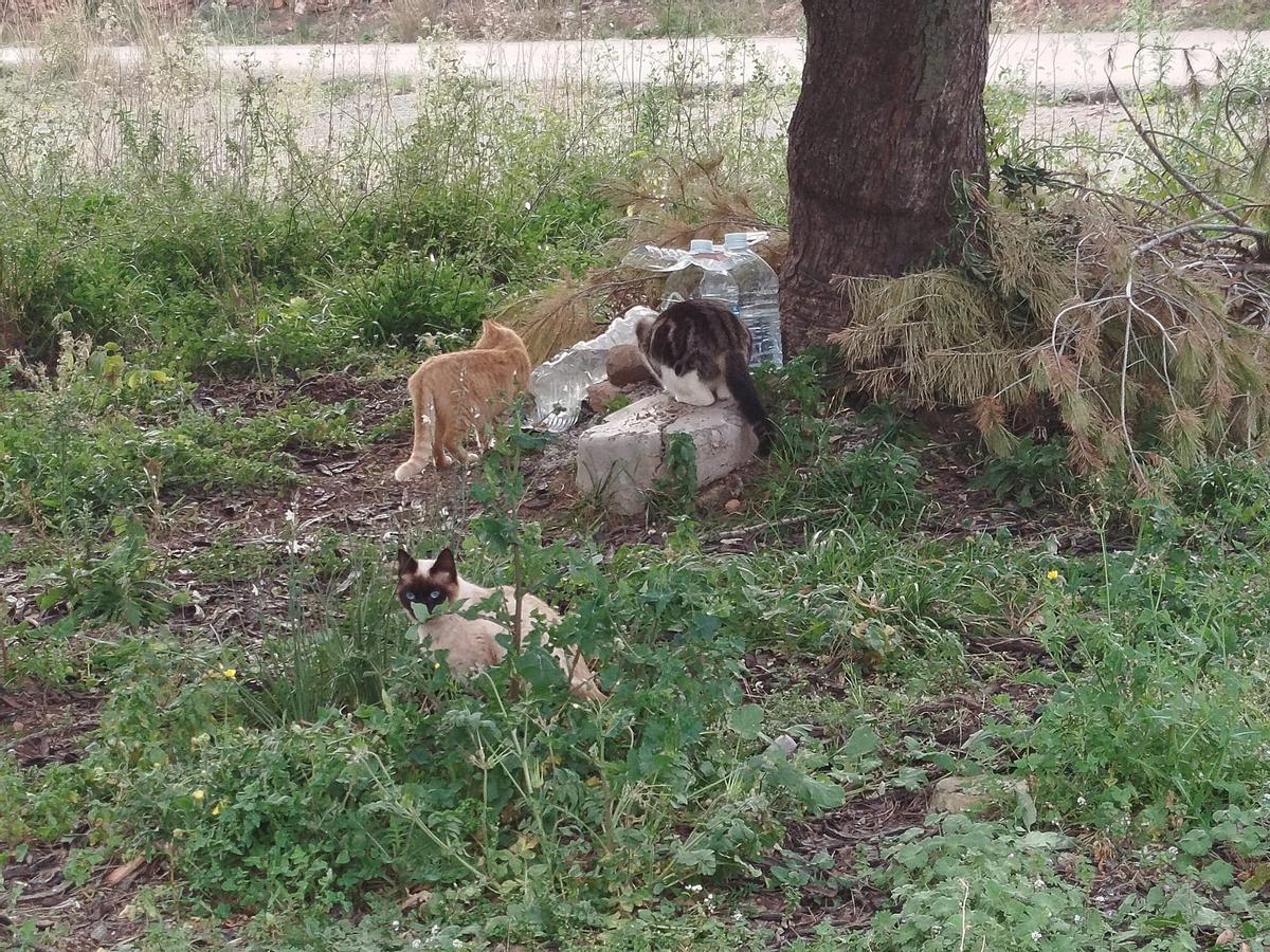 Otra de las zonas en Torres Torres donde hay una colonia