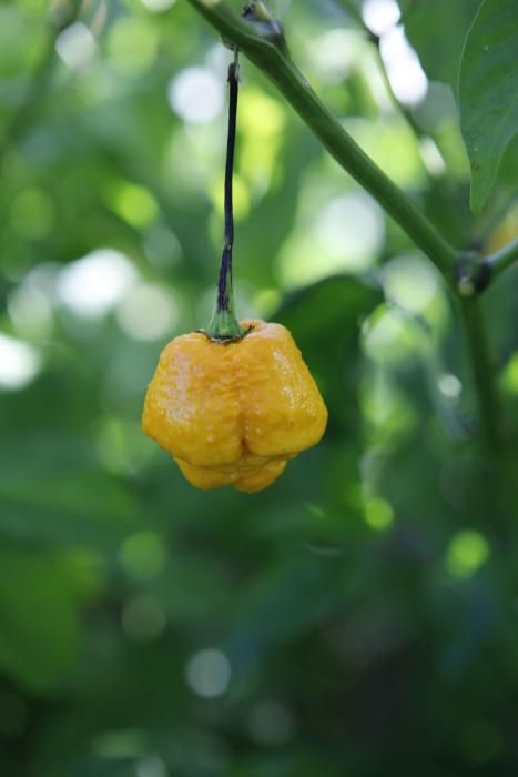 Die schärfsten Cayenne- und Chilischoten aus Sóller